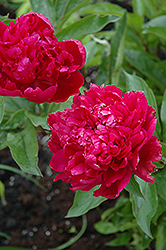 Big Ben Peony (Paeonia 'Big Ben') at Canadale Nurseries