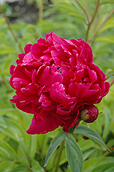 Adolphe Rousseau Peony (Paeonia 'Adolphe Rousseau') at Canadale Nurseries