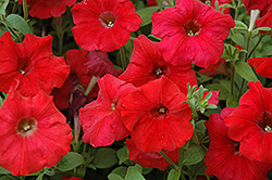 Easy Wave Red Petunia (Petunia 'Easy Wave Red') at Canadale Nurseries