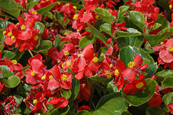 Prelude Scarlet Begonia (Begonia 'Prelude Scarlet') at Canadale Nurseries