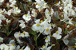 Harmony White Begonia (Begonia 'Harmony White') at Canadale Nurseries