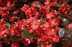 Harmony Scarlet Begonia (Begonia 'Harmony Scarlet') at Canadale Nurseries