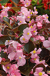 Harmony Pink Begonia (Begonia 'Harmony Pink') at Canadale Nurseries