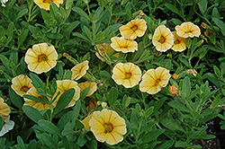 Aloha Gold Calibrachoa (Calibrachoa 'Aloha Gold') at Canadale Nurseries