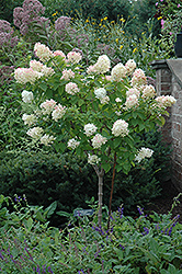 Limelight Hydrangea (tree form) (Hydrangea paniculata 'Limelight (tree form)') at Canadale Nurseries