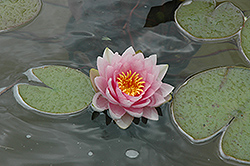Hollandia Hardy Water Lily (Nymphaea 'Hollandia') at Canadale Nurseries