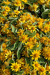 Melampodium (Melampodium paludosum) at Canadale Nurseries