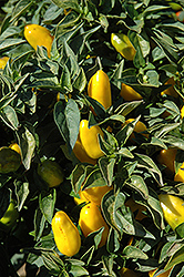 Salsa Yellow Ornamental Pepper (Capsicum annuum 'Salsa Yellow') at Canadale Nurseries