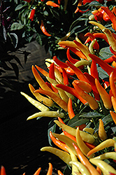 Sweet Pepper (Capsicum annuum) at Canadale Nurseries