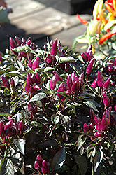 Masquerade Ornamental Pepper (Capsicum annuum 'Masquerade') at Canadale Nurseries