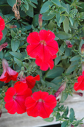 Surfinia Red Petunia (Petunia 'Surfinia Red') at Canadale Nurseries