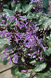 Mona Lavender Swedish Ivy (Plectranthus 'Mona Lavender') at Canadale Nurseries