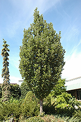 Crimson Spire Oak (Quercus 'Crimschmidt') at Canadale Nurseries