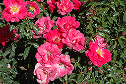 Flower Carpet Pink Supreme Rose (Rosa 'Flower Carpet Pink Supreme') at Canadale Nurseries