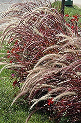 Fireworks Fountain Grass (Pennisetum setaceum 'Fireworks') at Canadale Nurseries