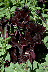 Black Velvet Petunia (Petunia 'Black Velvet') at Canadale Nurseries