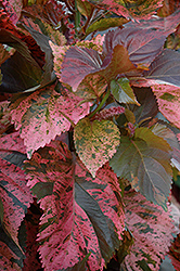 Beyond Paradise Copperleaf (Acalypha wilkesiana 'Beyond Paradise') at Canadale Nurseries