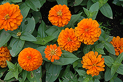 Magellan Orange Zinnia (Zinnia 'Magellan Orange') at Canadale Nurseries