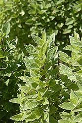 Pesto Perpetuo Basil (Ocimum x citriodorum 'Pesto Perpetuo') at Canadale Nurseries