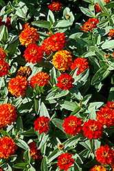 Profusion Double Fire Zinnia (Zinnia 'Profusion Double Fire') at Canadale Nurseries