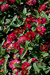 Profusion Double Cherry Zinnia (Zinnia 'Profusion Double Cherry') at Canadale Nurseries