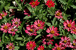 Profusion Coral Pink Zinnia (Zinnia 'Profusion Coral Pink') at Canadale Nurseries