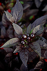 Black Pearl Ornamental Pepper (Capsicum annuum 'Black Pearl') at Canadale Nurseries