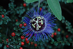 Amethyst Passion Flower (Passiflora 'Amethyst') at Canadale Nurseries