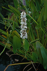 White Pickerelweed (Pontederia cordata 'Alba') at Canadale Nurseries