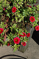 Aloha Dark Red Calibrachoa (Calibrachoa 'Aloha Dark Red') at Canadale Nurseries