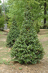 Castle Spire Meserve Holly (Ilex x meserveae 'Hachfee') at Canadale Nurseries