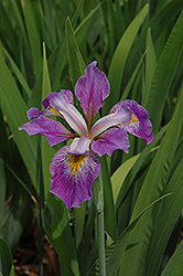 Southern Blue Flag Iris (Iris virginica) at Canadale Nurseries