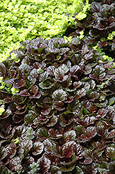 Black Scallop Bugleweed (Ajuga reptans 'Black Scallop') at Canadale Nurseries
