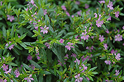 False Heather (Cuphea hyssopifolia) at Canadale Nurseries