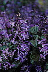 Mona Lavender Swedish Ivy (Plectranthus 'Mona Lavender') at Canadale Nurseries