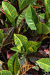 Variegated Croton (Codiaeum variegatum) at Canadale Nurseries