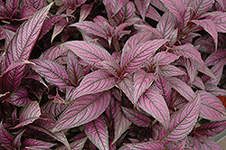 Persian Shield (Strobilanthes dyerianus) at Canadale Nurseries