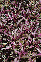 Persian Shield (Strobilanthes dyerianus) at Canadale Nurseries