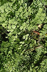 Southern Maidenhair Fern (Adiantum capillus-veneris) at Canadale Nurseries