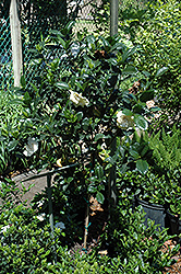 Gardenia (tree form) (Gardenia jasminoides '(tree form)') at Canadale Nurseries