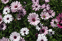 Passion Mix African Daisy (Osteospermum 'Passion Mix') at Canadale Nurseries