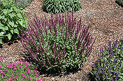 New Dimension Rose Meadow Sage (Salvia nemorosa 'New Dimension Rose') at Canadale Nurseries