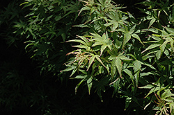 Akita Yatsubusa Japanese Maple (Acer palmatum 'Akita Yatsubusa') at Canadale Nurseries