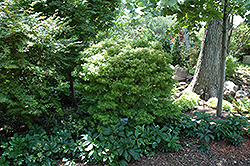 Akita Yatsubusa Japanese Maple (Acer palmatum 'Akita Yatsubusa') at Canadale Nurseries