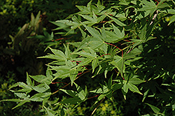 Ryu Sei Japanese Maple (Acer palmatum 'Ryu Sei') at Canadale Nurseries