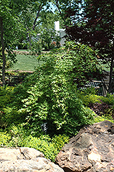 Ryu Sei Japanese Maple (Acer palmatum 'Ryu Sei') at Canadale Nurseries