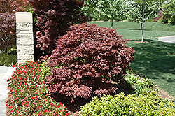 Rhode Island Red Japanese Maple (Acer palmatum 'Rhode Island Red') at Canadale Nurseries