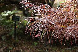 Hubb's Red Willow Japanese Maple (Acer palmatum 'Hubb's Red Willow') at Canadale Nurseries