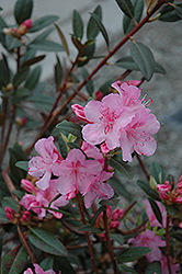 Aglo Rhododendron (Rhododendron 'Aglo') at Canadale Nurseries