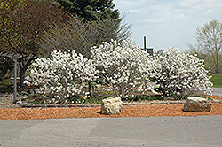 Royal Star Magnolia (Magnolia stellata 'Royal Star') at Canadale Nurseries